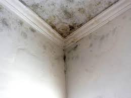 Why You Should Choose Our Mold Remediation Services in Henderson, GA